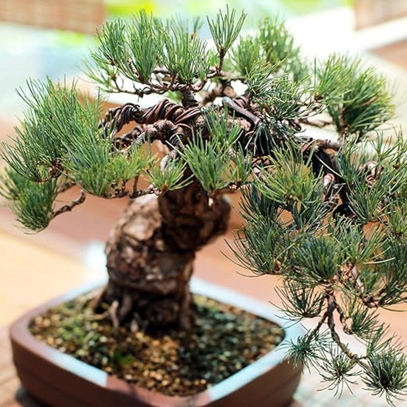 Bonsai Tree Shaping Aluminum W - Bonsai Garden Design review and price