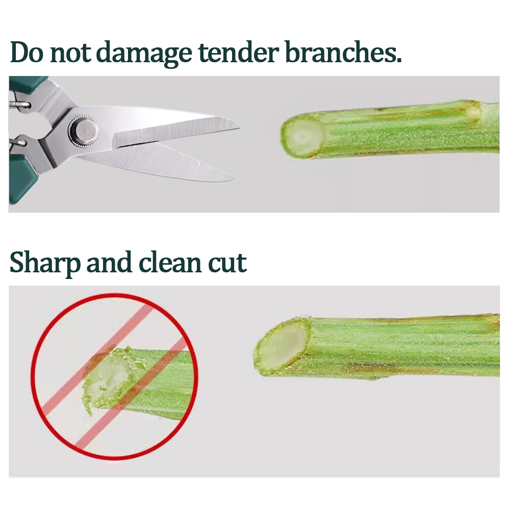 Home-use pruning tools for bon - Bonsai Garden Design review and price