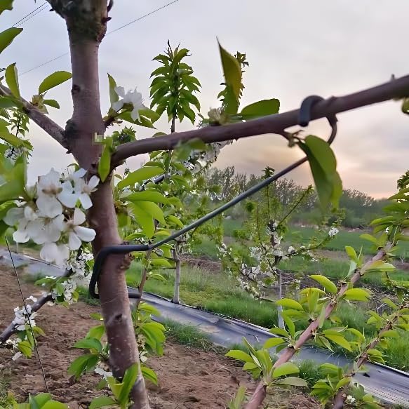 Adjustable Fruit Tree Branch S - Bonsai Gardener review and price