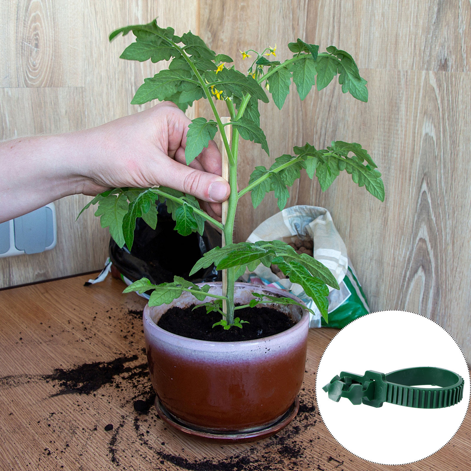 20Pcs Vine Fixing Buckle Garde - Bonsai Gardener review and price