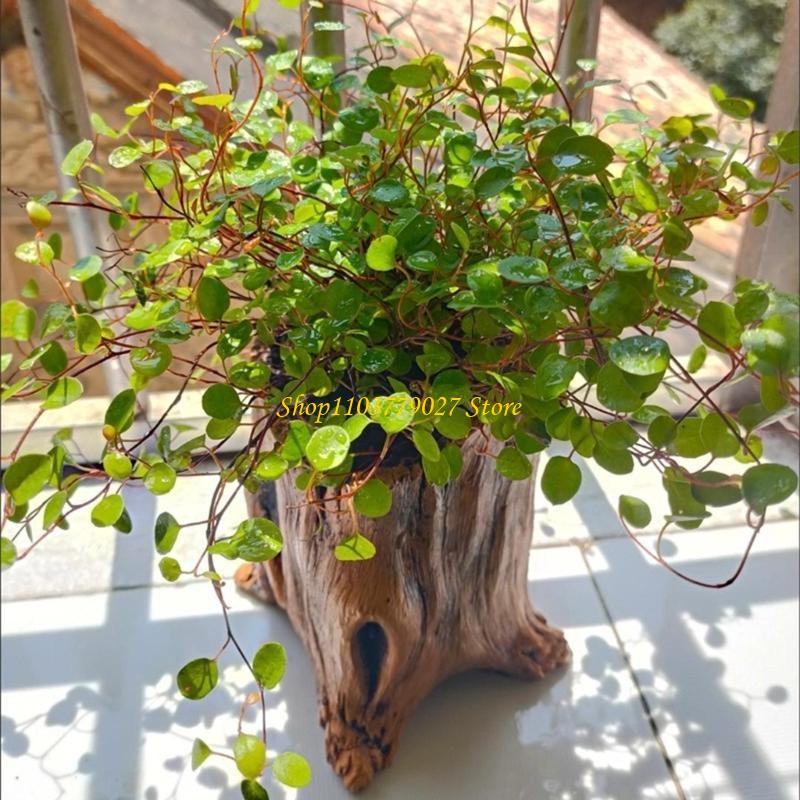 C4DF Vintage Cement Planter wi - Bonsai Garden Design review and price
